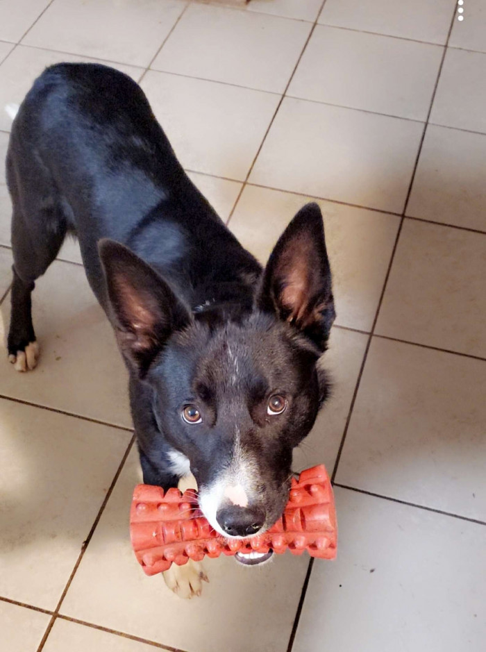 When Carpenter arrived at the dollar store, they were both still in the dog toy aisle, shopping casually.