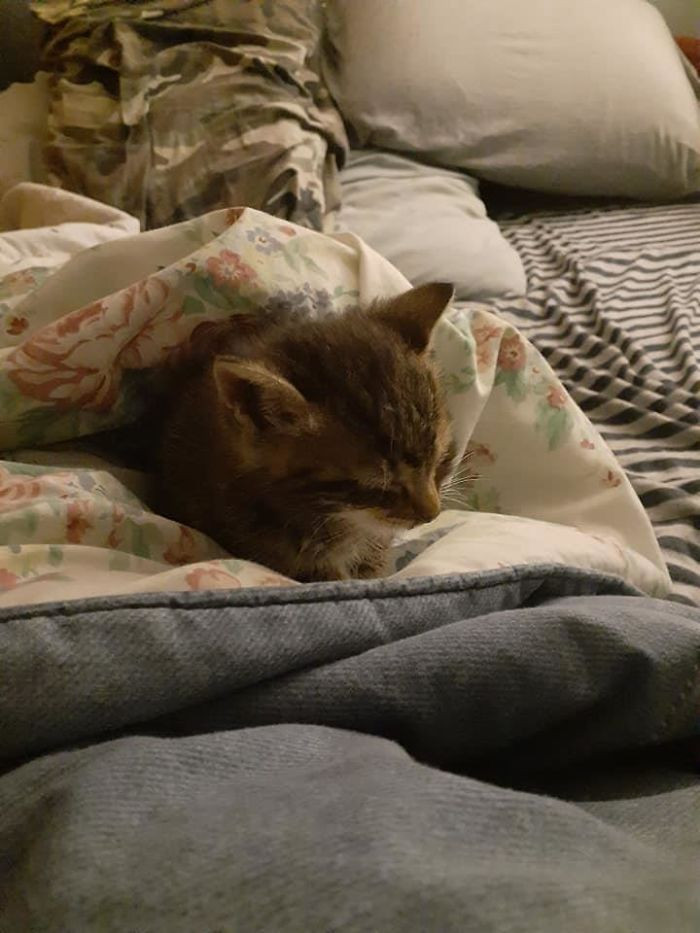 "I Just Got Off Work, Came Home To Let My Dogs Out, And This Little Thing Started Following My One Pupper Around. It Was Chilly And No Mom Was In Sight"