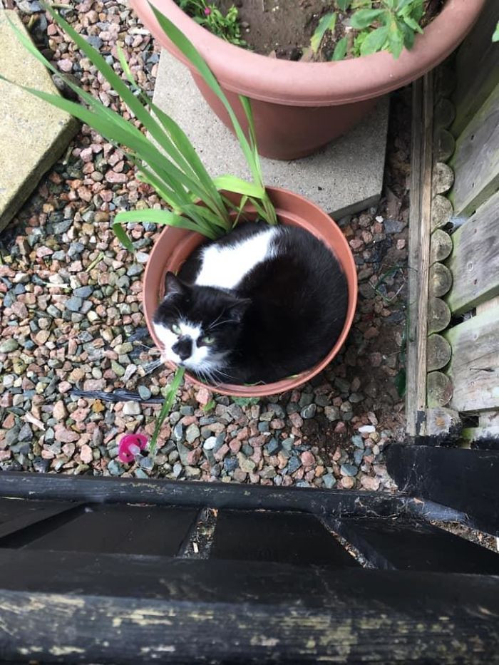 "Found This Pretty Flower On A Walk A Few Weeks Ago, Wouldn’t Let Me Pet But Still Loved The View"