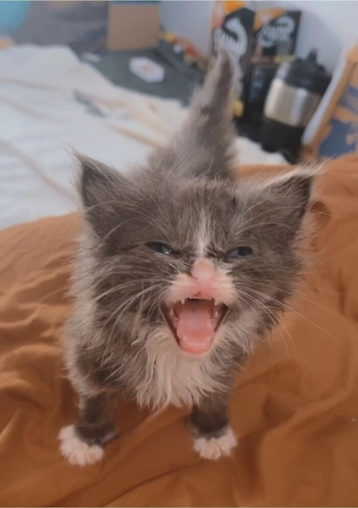 20. He Do A S C R E M