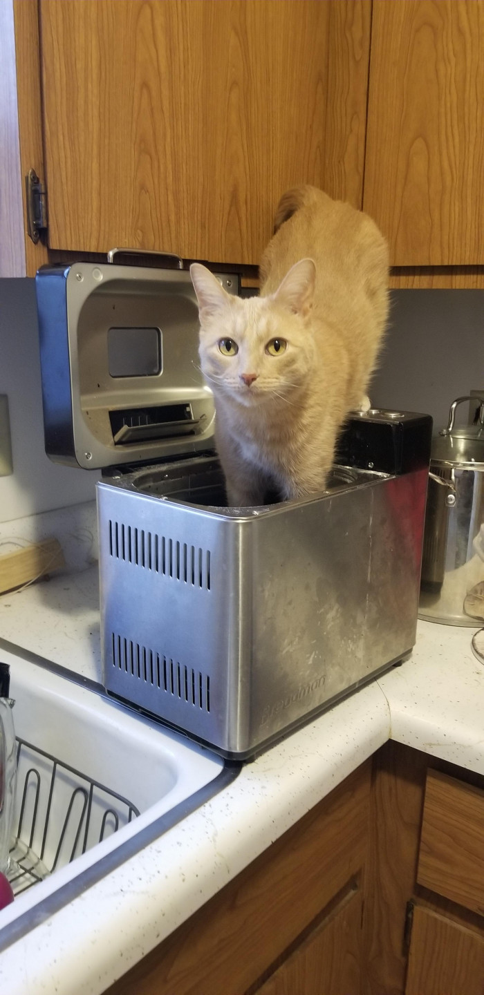 Oliver shouldn't be... in the bread machine