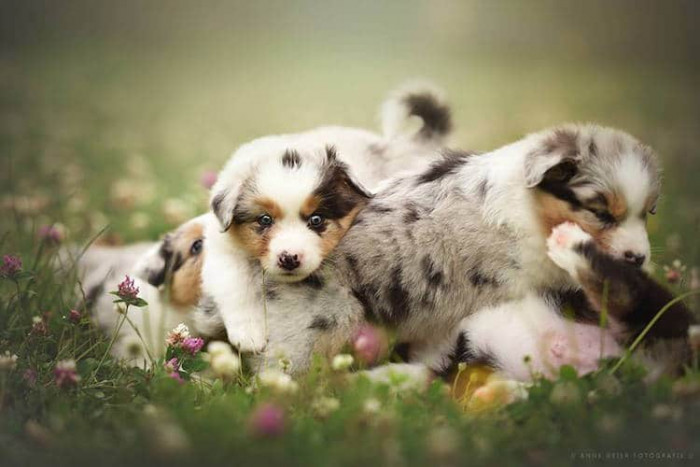 18. Puppies