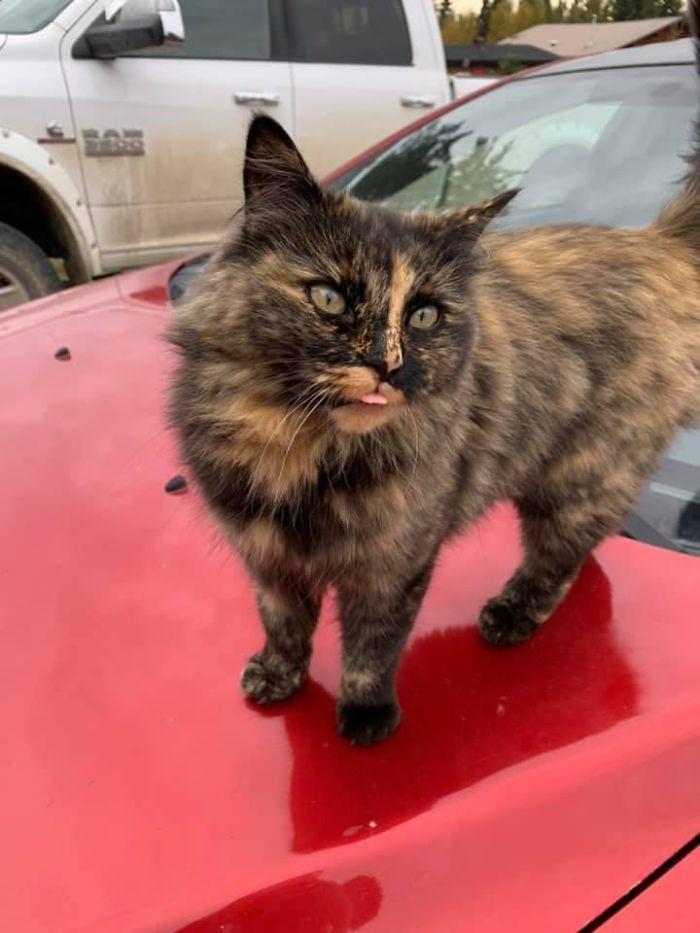 "My Car, But Not My Cat. Very Beautiful, Very Friendly, Likes To Stick Her Tongue Out At You & Show Off Her Balancing Skills. Found Out That This Is The Neighbour’s Cat And Her Name Is Foxy. 10,000/10"