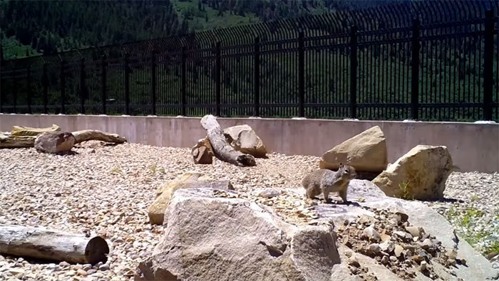 Although they may have great reflexes, animals can be caught off guard by a speeding car