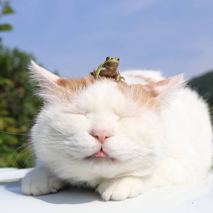 1. When you are at peace, even a frog on your head doesn’t bother you.