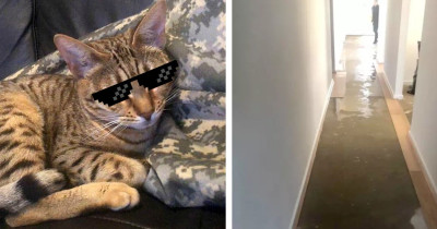 Mischievous Cat Managed to Flood Home and Caused $30,000 AUD Worth of Damage