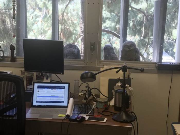 Michael Lens, who works in the building, tweeted out the viral picture of the owls just casually chilling.