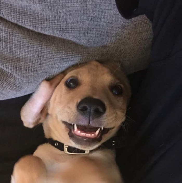 Cozy dog sitting on stairs, smiling with happy, relaxed expression