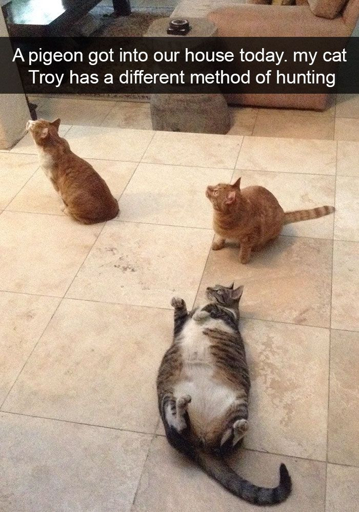 A Huge Collection of The Most Hilarious Cats On Snapchat