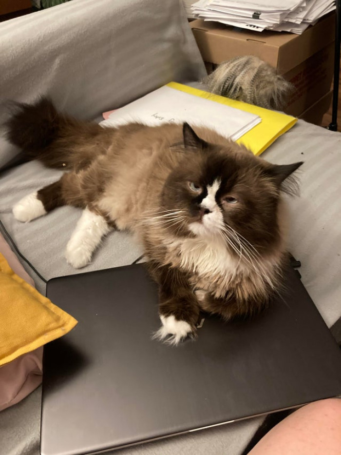 18. "Cat’s schedule for the day: get out of bed when my alarm goes off, lie down on the work computer and/or files to keep me from working. Proceed to yowl like a banshee if I take him off..."