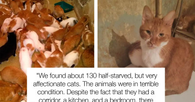Woman In Russia Hoarded 130 Cats In Her Tiny Apartment