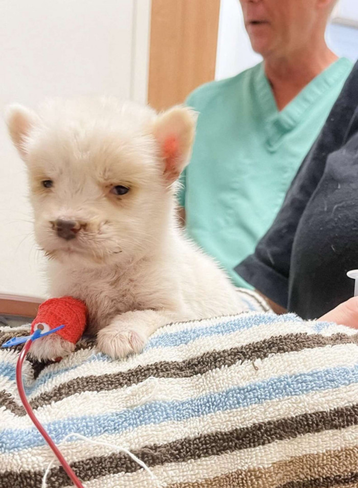 Hurray! Murphy's blood brought Penelope back to life!