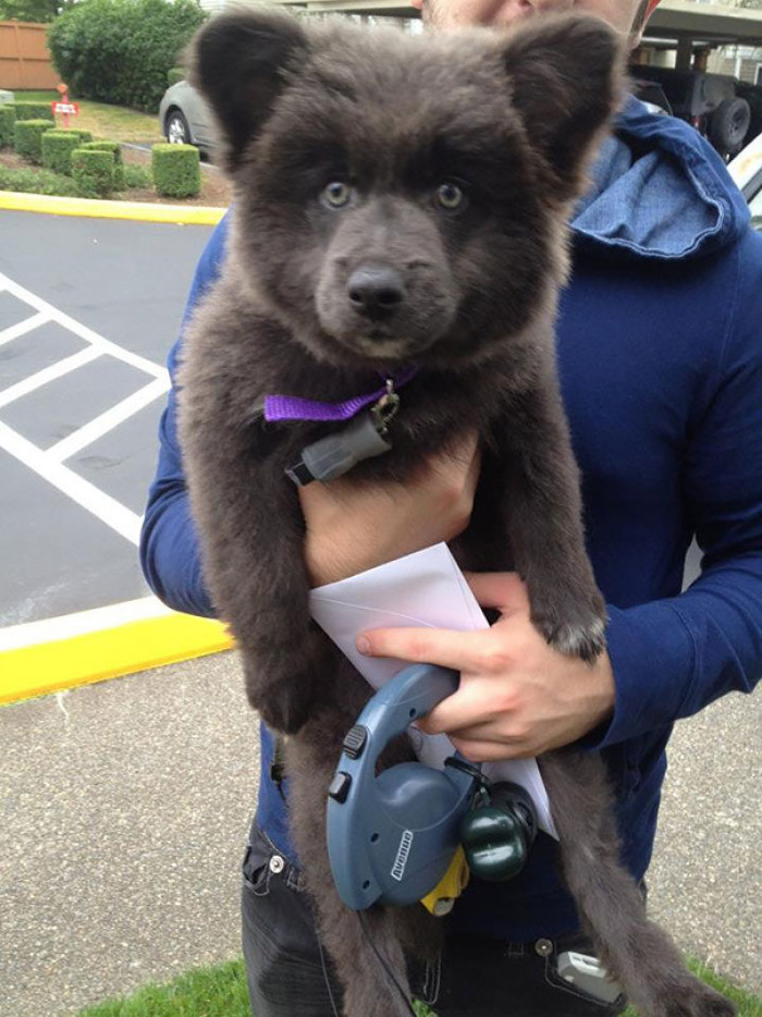 #50 Bear cub, or puppy? The eyes are saying Bear cub... for sure!