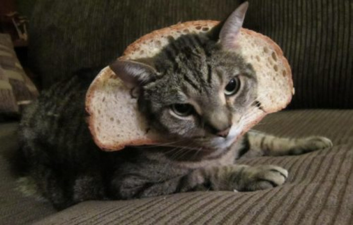 What a pretty bread collar you have there