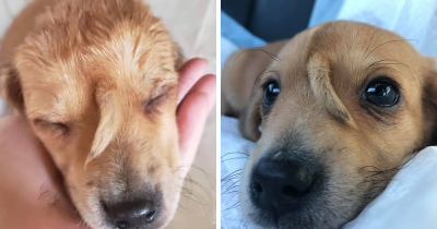 Rescue Puppy Was Born With A Tail Growing Out Of His Forehead And It's The Cutest Thing Ever