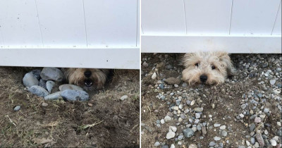This Nosy Dog Created His Own Way To Watch The Neighbors' Dogs Play