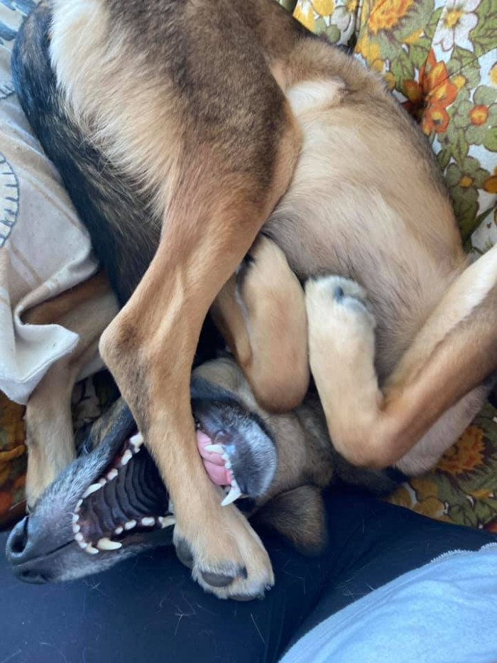 2. Dog.exe failed