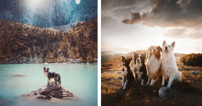 Brilliant Artist Shares the Best Doggo Photos She Has Ever Taken, and They're Simply Perfection