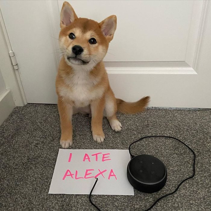 34. "I Ate Alexa And I’d Do It Again, I Tells Ya"