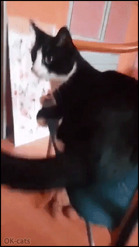 “Just wanted to show you this video of my cat hitting herself with her tail.”