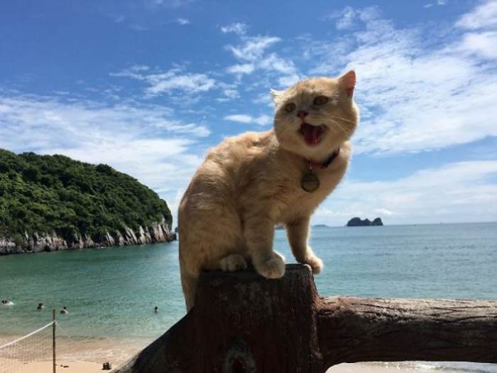 When he takes the day off, he likes to relax at the beach like a normal kitty.