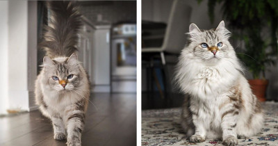 This Orange-Nosed Siberian Cat Has An Irresistible Personality