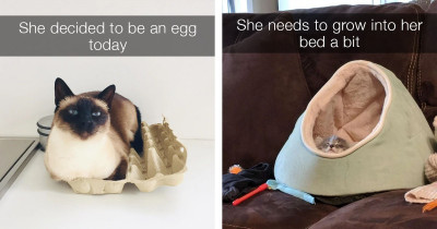 Everything You Love About Cats In 14 Photos
