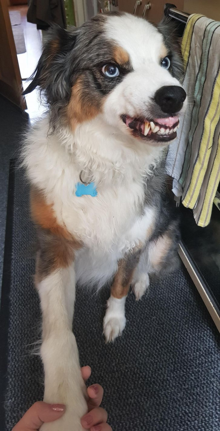 16. "He insists on giving you his paw to hold, then makes this face when you hold it."