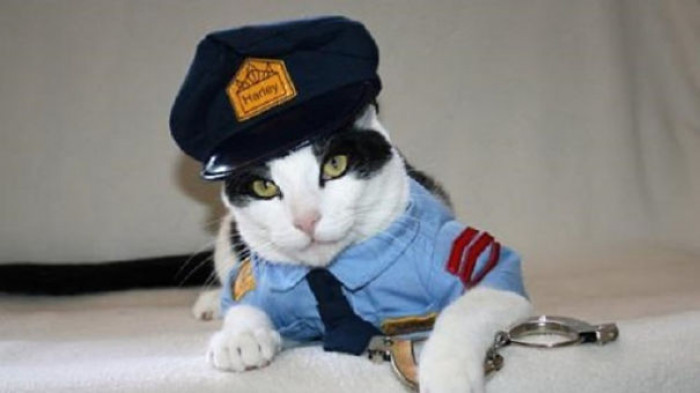 Officer Purr