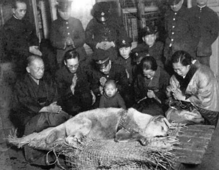 50. Last Photo Taken Of Hachikō, A Japanese Akita Dog That Is Known For His Loyalty To His Owner