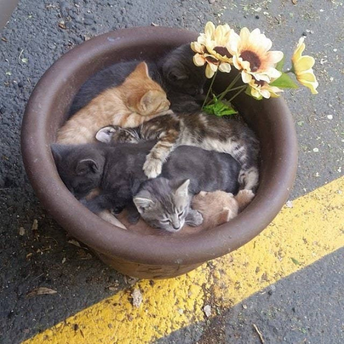 These kittens need some watering