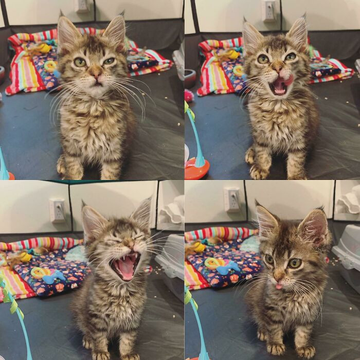 49. Sent these pictures to the rescue because they asked to capture my foster kitten's personality