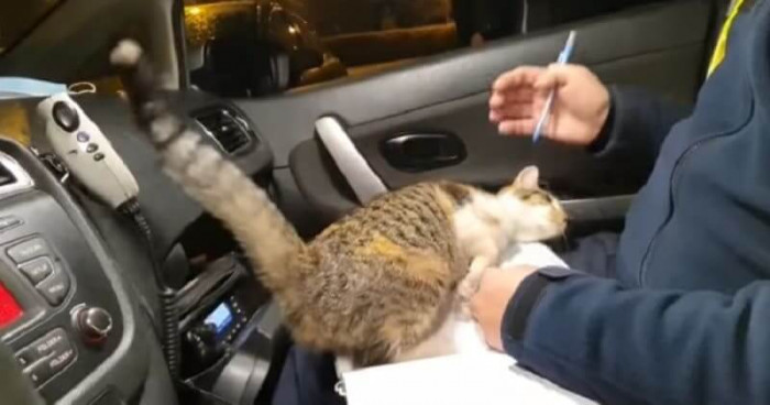 In Poland, some officers were attending the scene of a traffic collision... when a cat decides to join them!