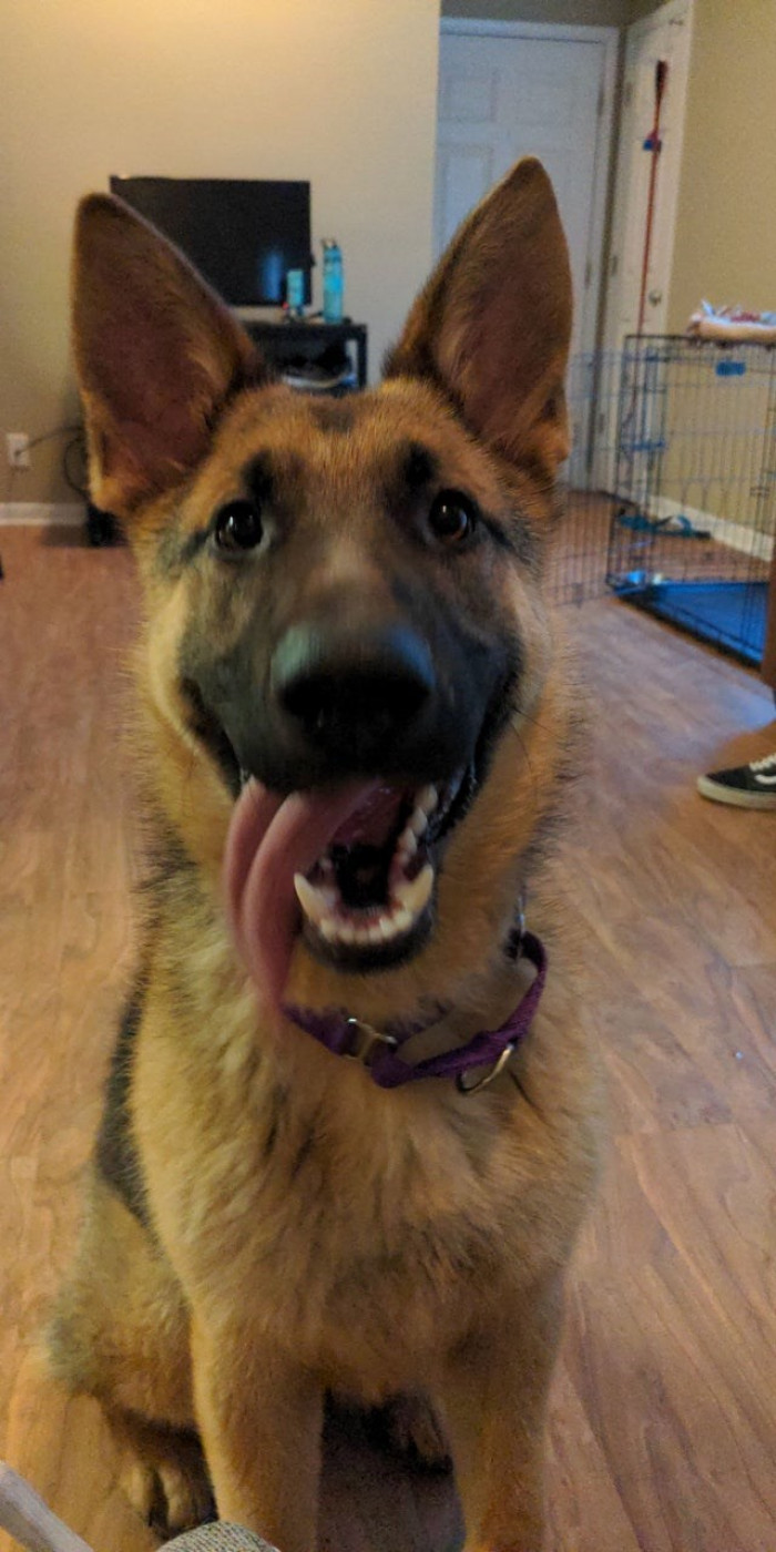 15. “I was fostering this goof when a family adopted him. The family brought him back for being ‘too large,’ so I adopted him. Welcome home, big guy.”