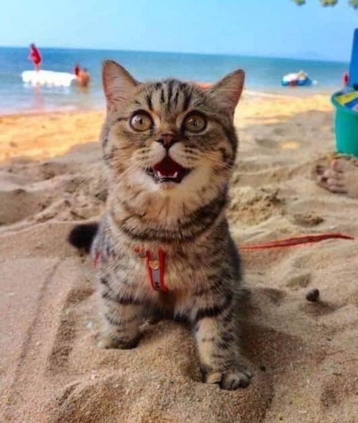 6. Enjoying its first time at the beach.