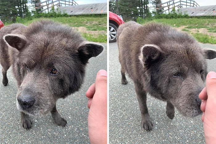 20. "Met this 14-year-old wolf at the top of a mountain! His name is Shadow."