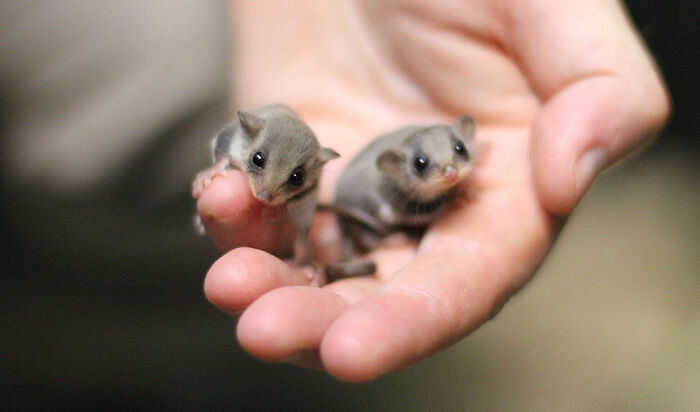 46. Two Tiny Baby Gliders