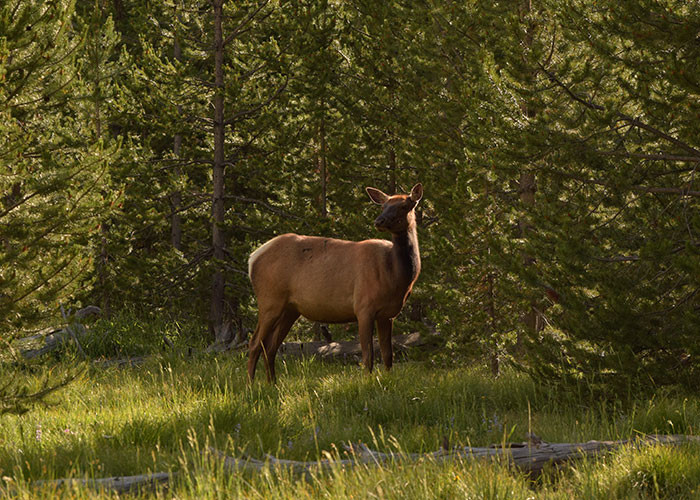 12. Cant you turn off the smoke?