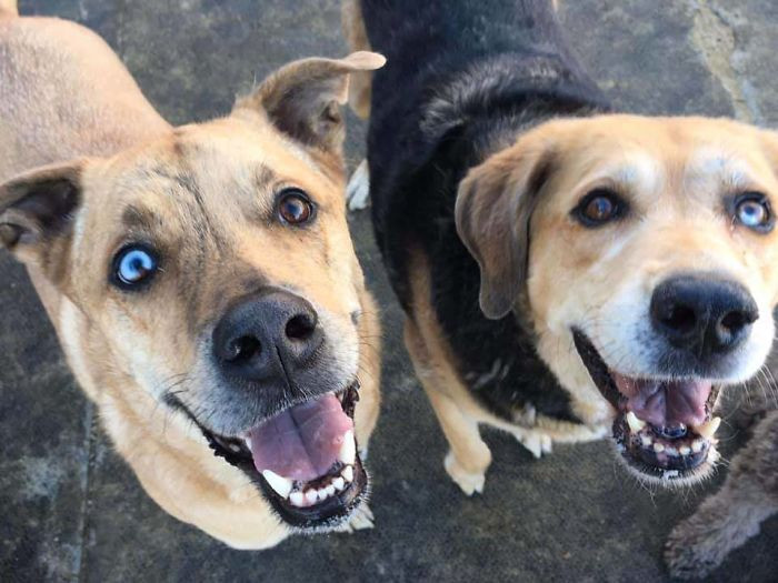 9. Today, At Doggy Daycare, My Dog Made A New Best Friend!