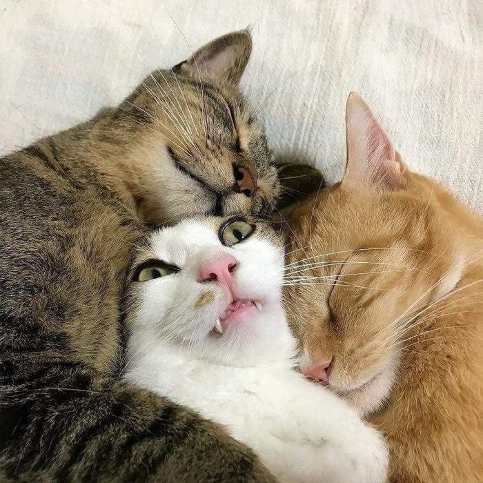 5. Different Purrsonalities