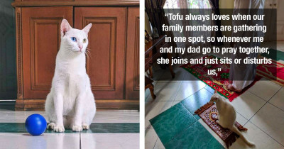 Cat Takes Part In Her Family's Prayer Time Ever Since She Got Her Own Miniature Praying Rug