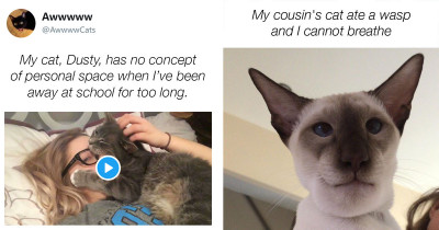 Here Are a Bunch of the Best Recent Cat Posts to Make Your Day