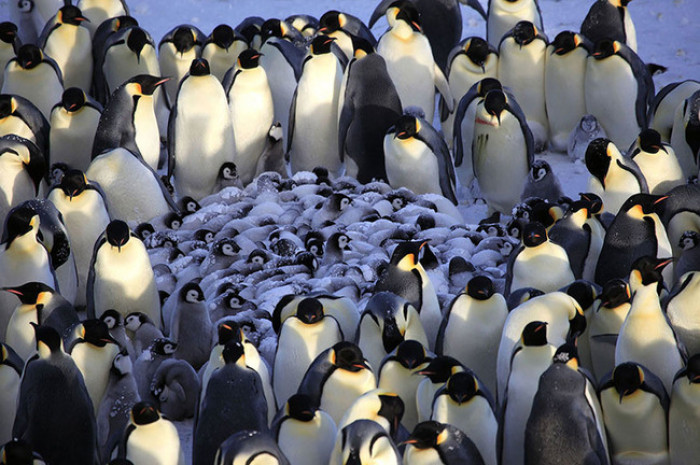 1. Family of Penguins