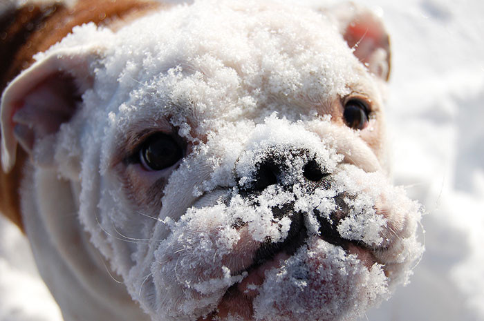 #3 English Bulldog says 'This was so special!'