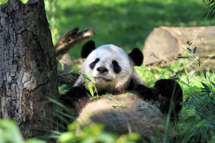 #11 Pandas Are No Longer Considered An Endangered Species
