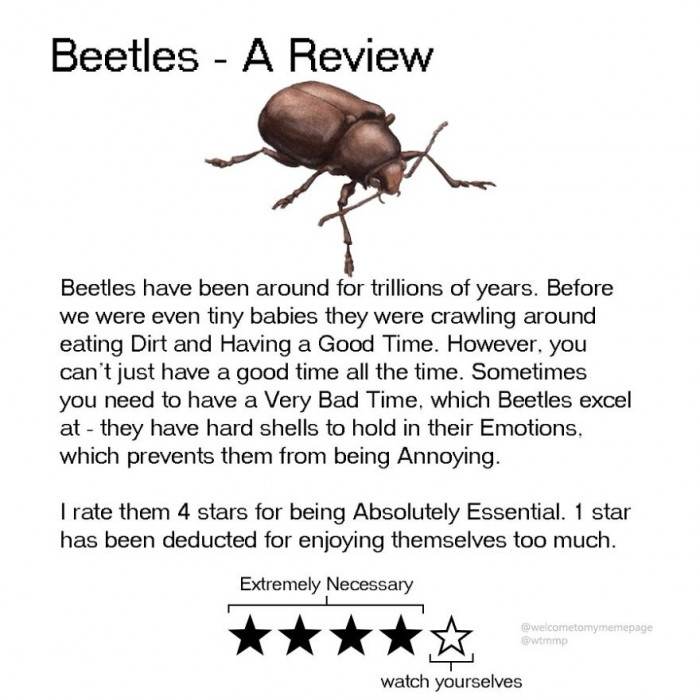 Beetles - They are very good at having a bad time