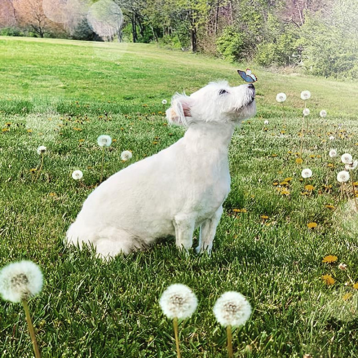 3. Dog and nature