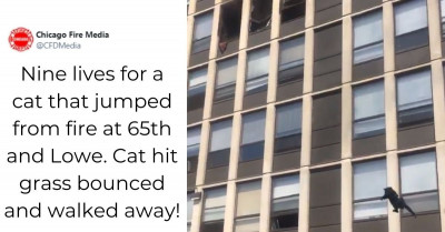 Cat Jumps From A Burning Building And Shocks Everyone With Her Skills