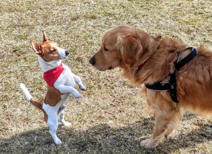 Well into recovery, the two dogs got to have a little play date to celebrate.