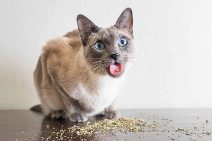 8. Catnip isn't just for cats.